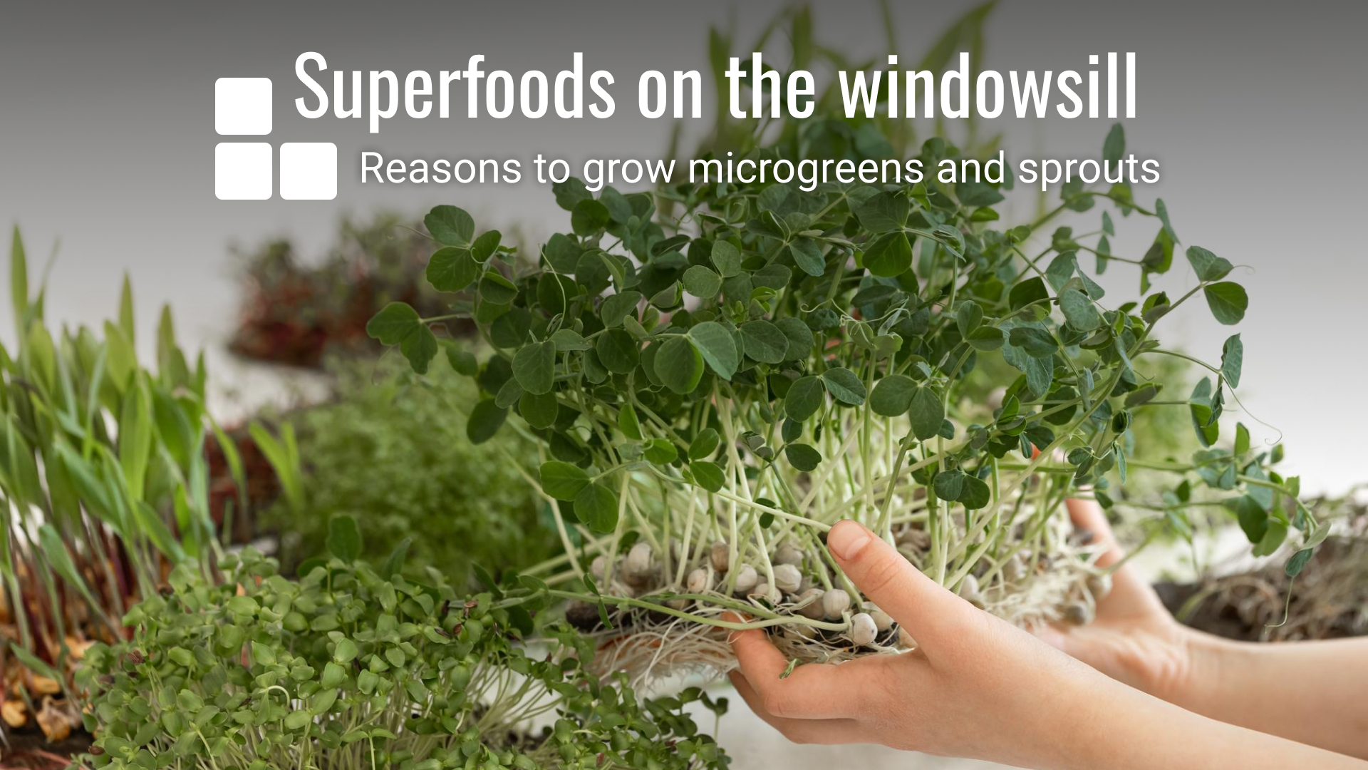 superfoods